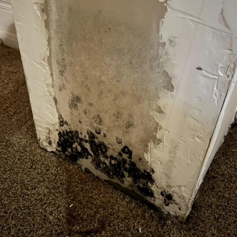 Professional Mold Removal in Columbiana, AL